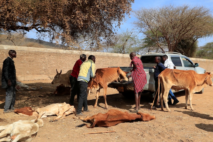 People offload an emaciated cow at a livestock market from a vehicle.