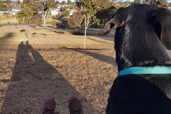 The back of a black dog looking out over a park area