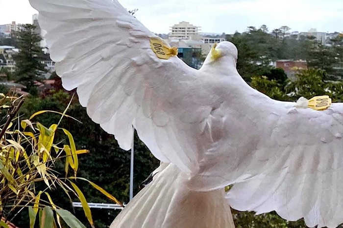 A sulphur-crested cockatoo showing the tags on its wings which are used for tracking.
