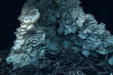 World's largest sea sponge