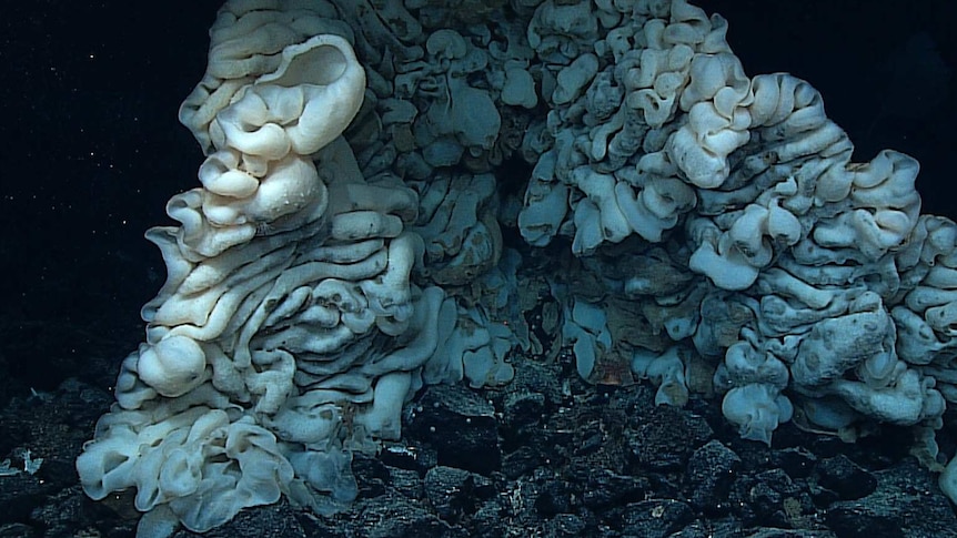 World's largest sea sponge