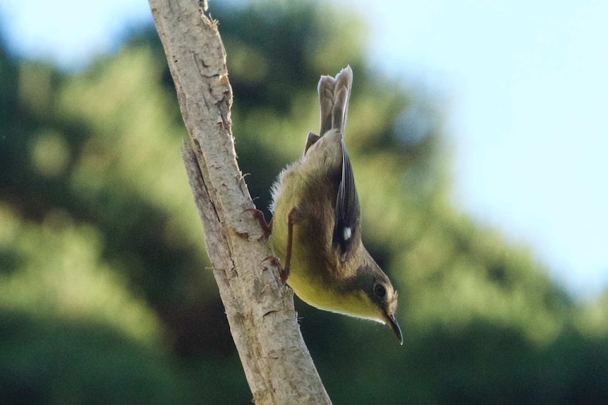 A King Island scrubtit sits on a branch.