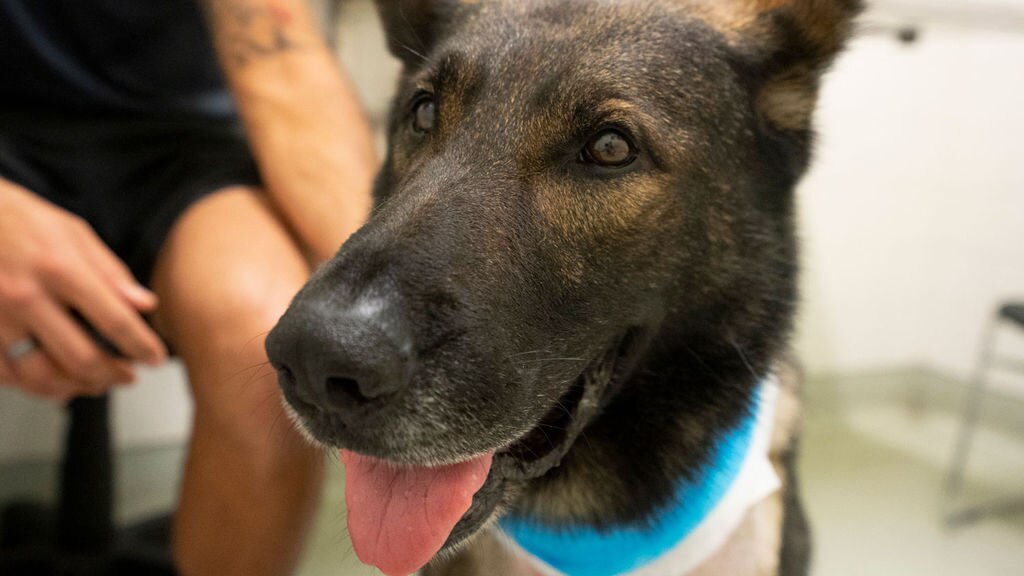 Queensland police dog stabbed in neck 'lively' after emergency surgery ...