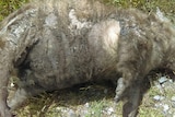 Dead Kelso wombat