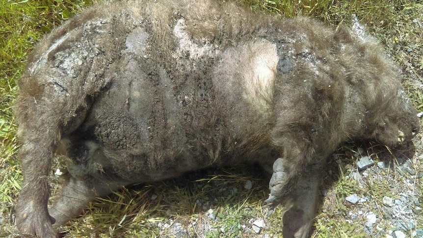 Dead Kelso wombat