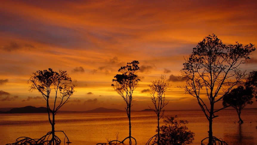 A disease-carrying mosquito previously confined to the Torres Strait has been found on mainland Australia.