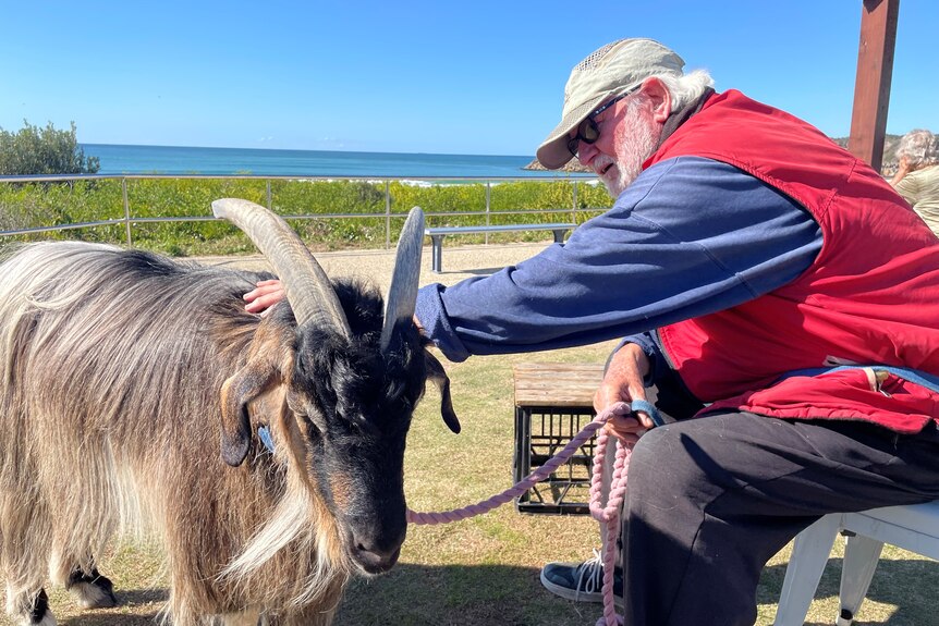 An older man, grey beard, cap, glasses, red jacket, sitting on a white chair at a beach cafe, patting goat on leash.