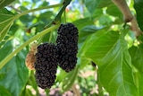 Two ripe mulberries and an unripe mulberry on a tree.