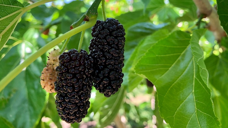 Two ripe mulberries and an unripe mulberry on a tree.