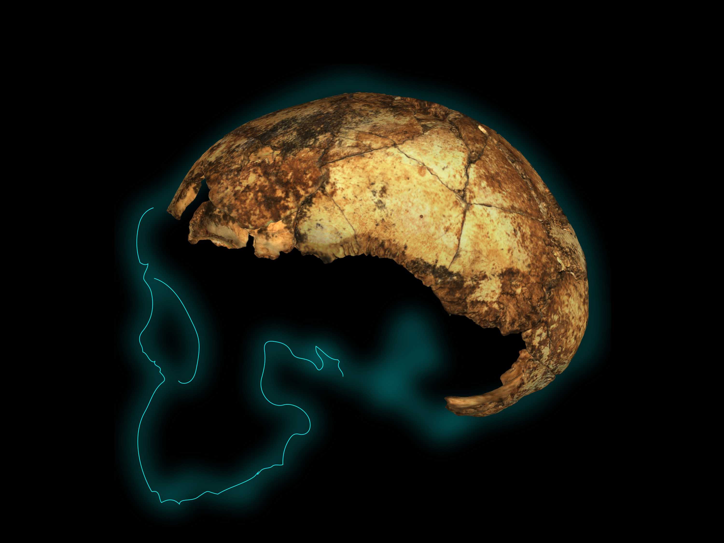 Homo erectus skull bones on outline of what skull would have looked like.