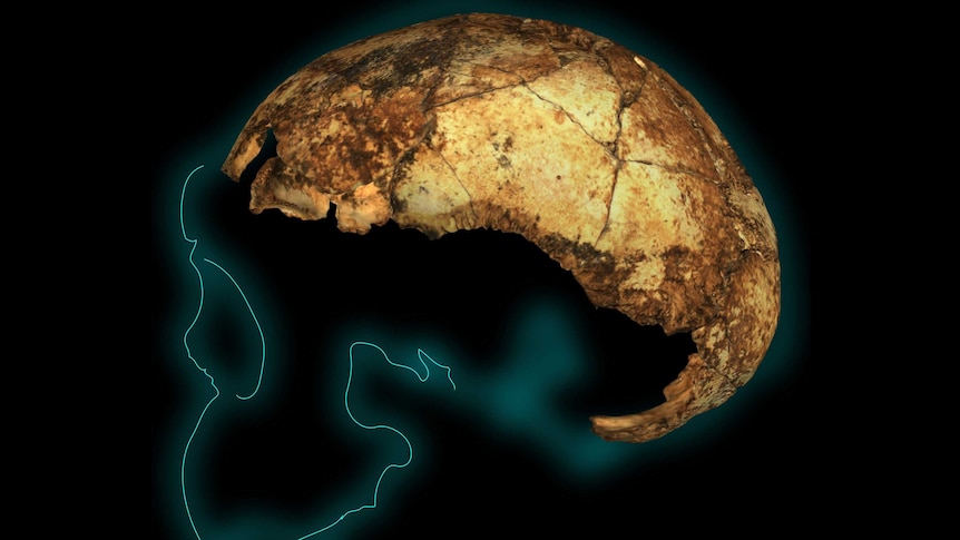 Homo erectus skull bones on outline of what skull would have looked like.