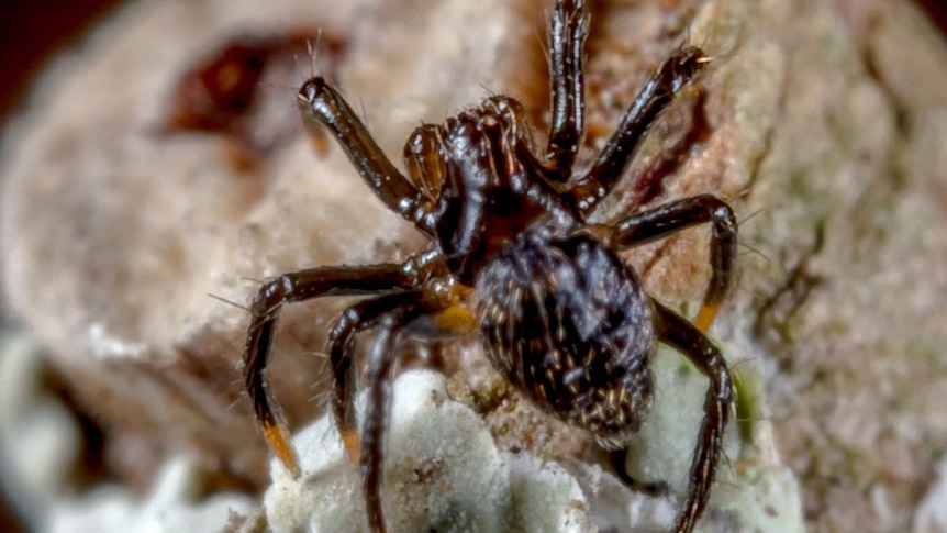 a tiny dark coloured spider on a rock