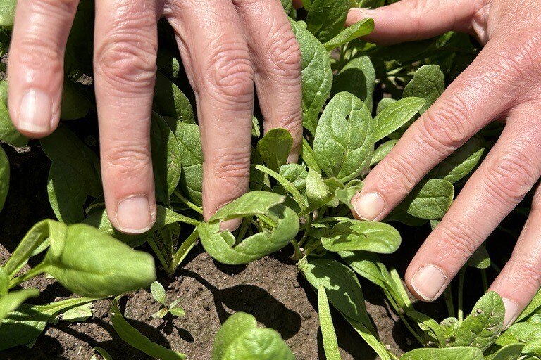 Two hands pull spinach leaves aside to show leaves damaged by hail and rain