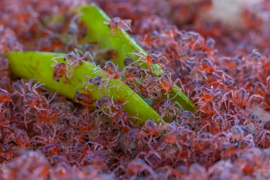 Baby red crabs emerging from the ocean on to Christmas Island