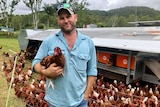 A farmer stands with a chicken in his arms in front of a tractor and lots of hens.