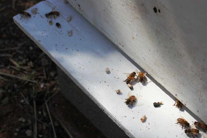 A close shot of small chalky white and black capsules that are covered bee larvae.