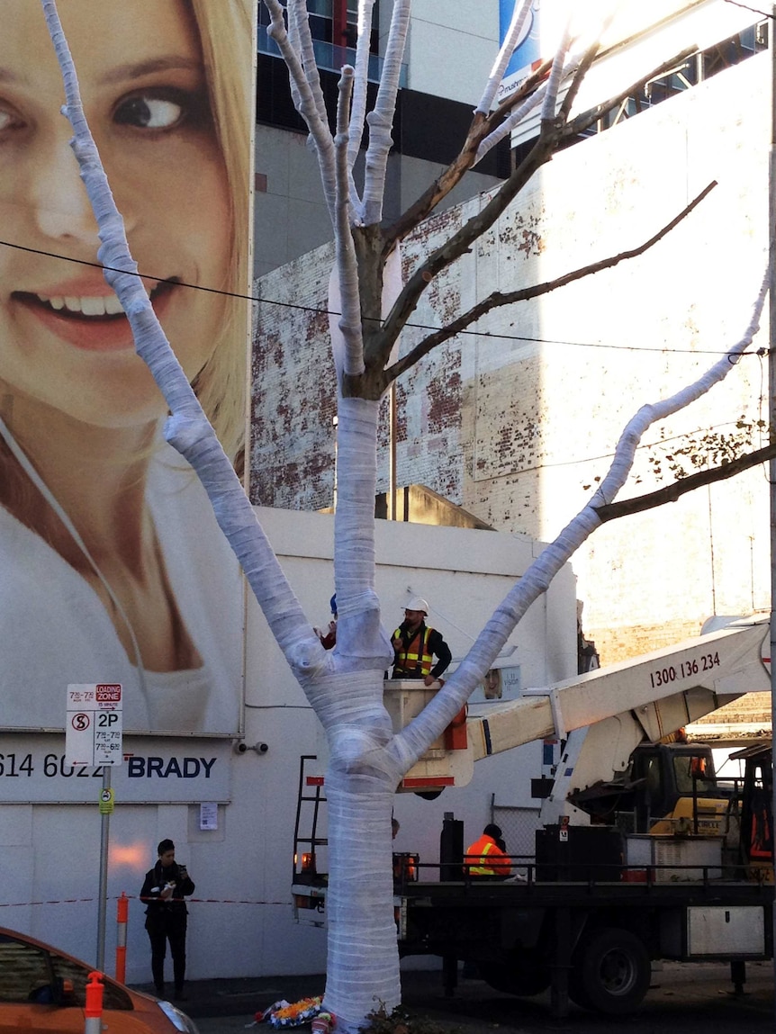 It is one of 300 trees that are vandalised in the municipality each year.