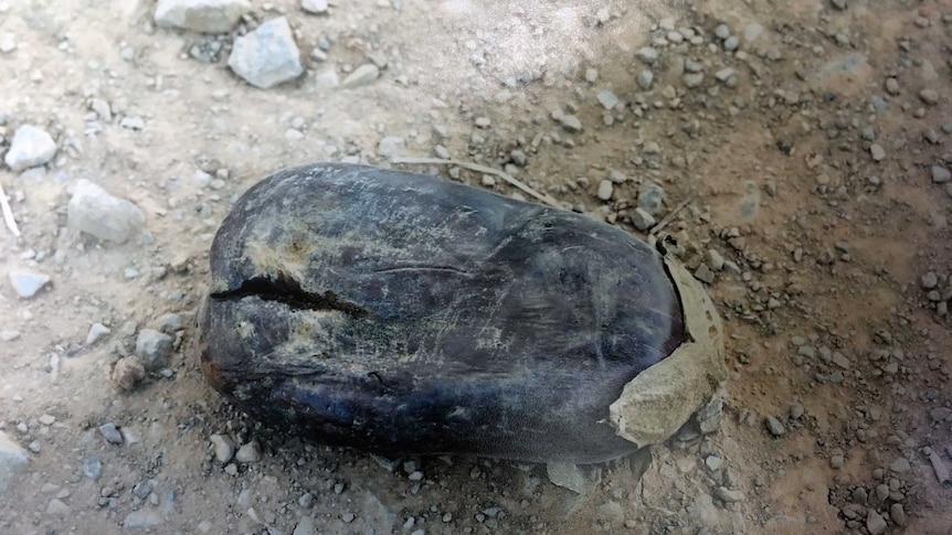 A crushed eggplant on the ground in the dirt.