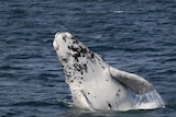 Rare white whale calf emerges from water in WA