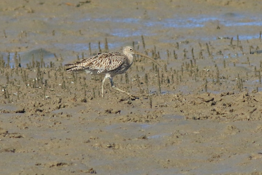 Eastern curlew