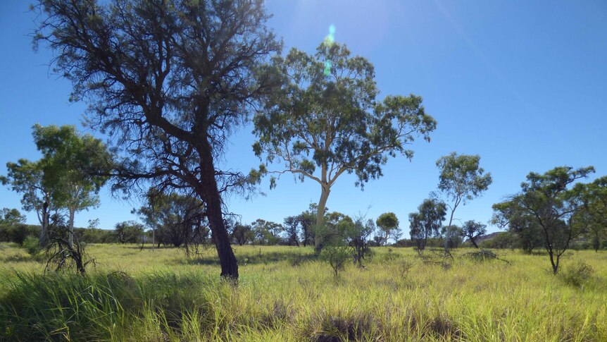 Visible green buffel grass in Central Australia