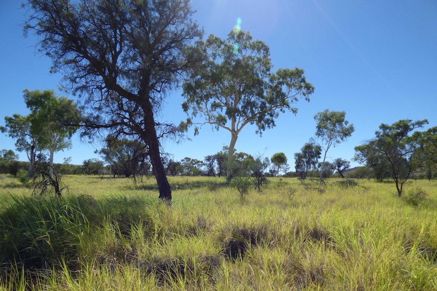 Visible green buffel grass in Central Australia .