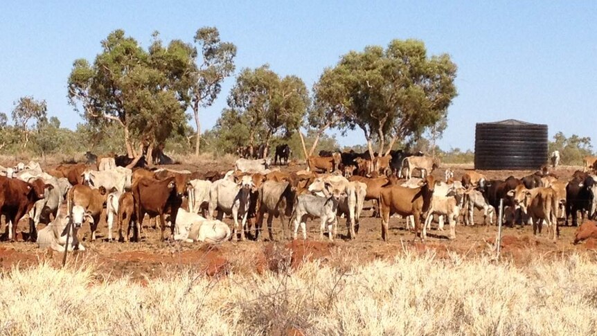 Cattle at a water point near Tennant Creek