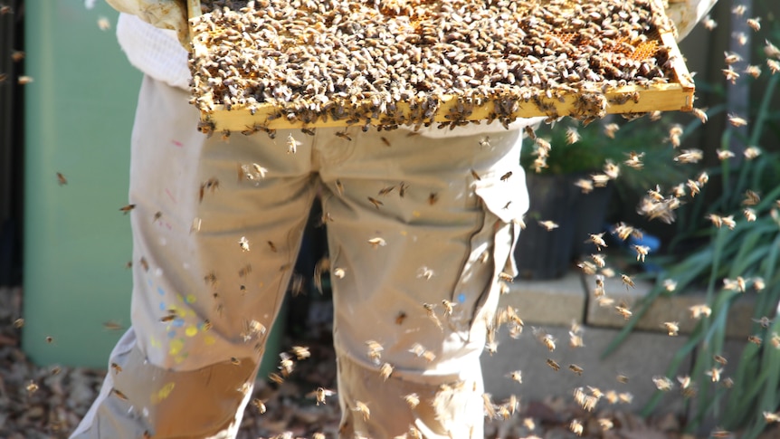 An apiarist lifting out part of a beehive containing thousands of bees.