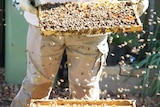 An apiarist lifting out part of a beehive containing thousands of bees.