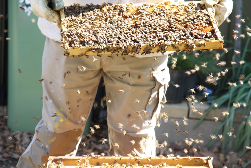 An apiarist lifting out part of a bee hive containing thousands of bees 