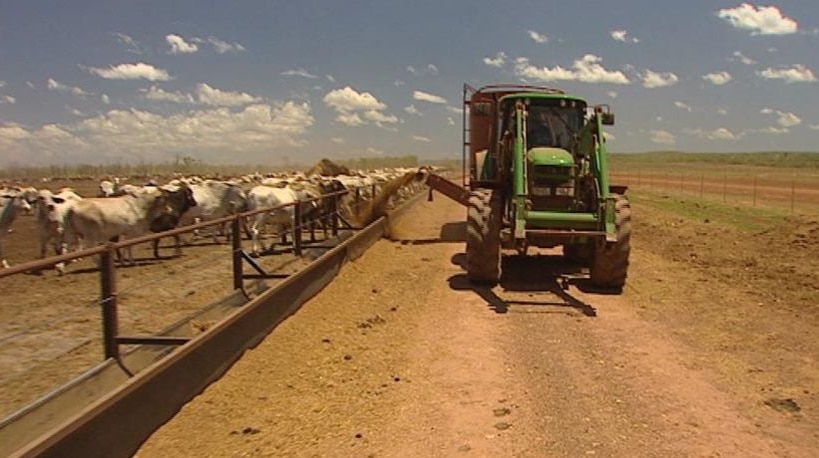 A tractor distributing grain to cattle in a Queensland feedlot.