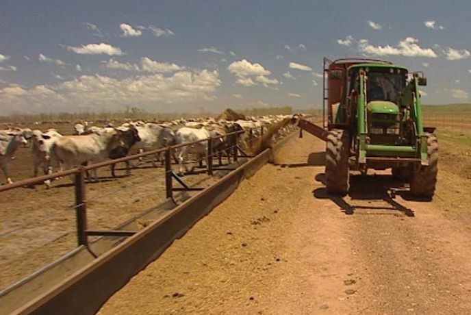 A tractor distributing grain to cattle in a Queensland feedlot.