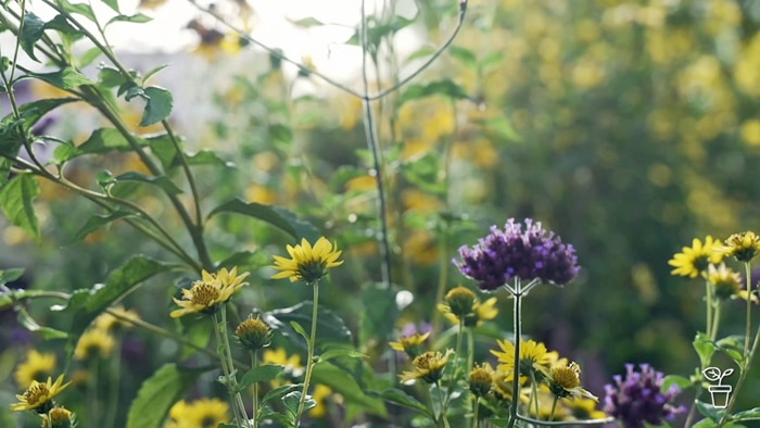 Purple and yellow flowered plants growing in a garden