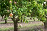 A mango tree in a mango orchard