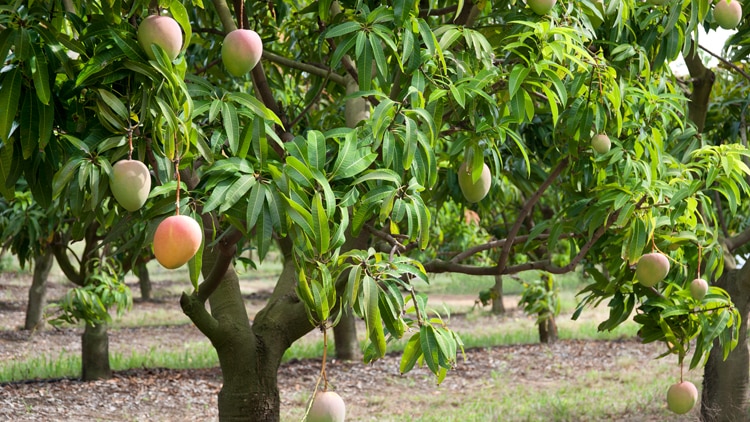 A mango tree in a mango orchard