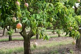 A mango tree in a mango orchard