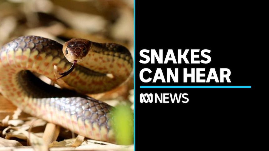 Yes, Snakes Can Hear Sound