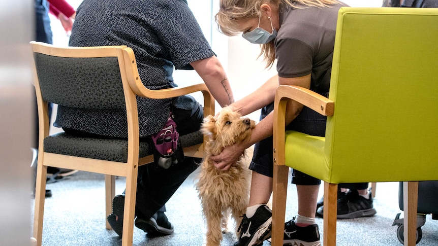 Dogs provide a positive boost the staff struggling through the COVID-19 pandemic.