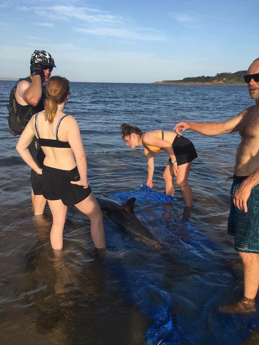 Dolphin lies on the sand in distress