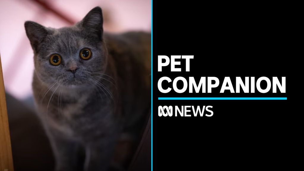 Aged Care - Topic - ABC News