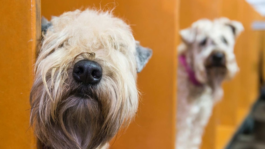 Dogs at the Royal Adelaide Show