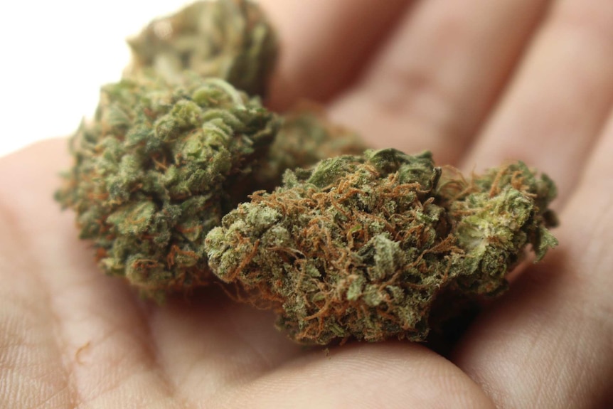 Marijuana legalisation could turbocharge NT via tourism, taxes, and  horticulture, economist says - ABC News