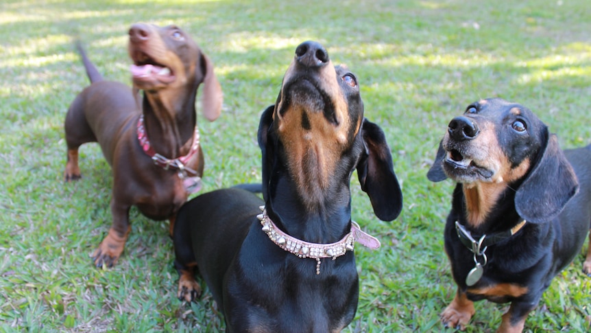 Three dachshund dogs looking up to their owner