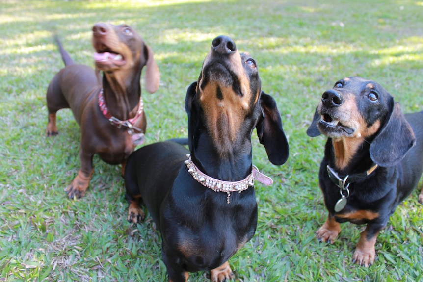 Three dachshund dogs looking up to their owner