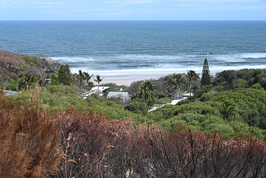 Burnt bushland on outskirts of Happy Valley township on Fraser Island off south-east Queensland