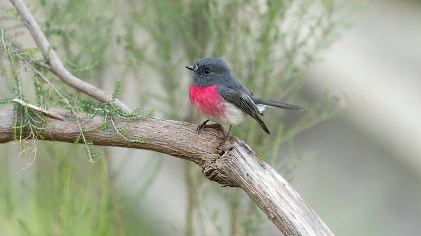 A Rose Robin perched on a tree branch