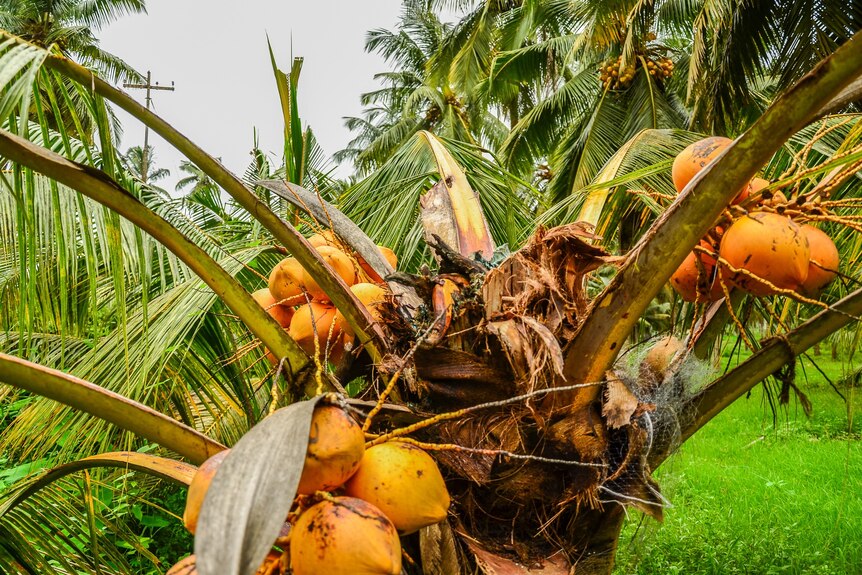 A damaged coconut palm.