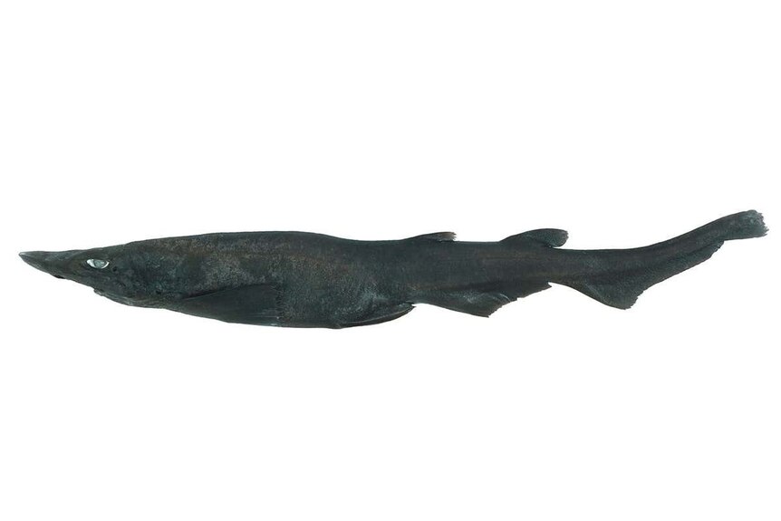 A long black shark
