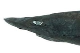 A long black shark.