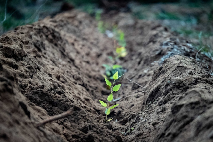 A row of baby trees sprouts from the soil.